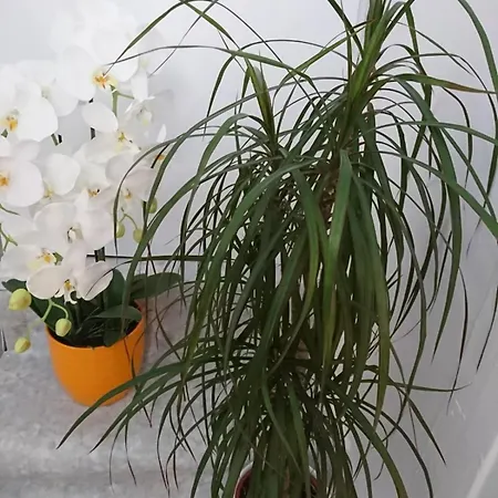 Apartment Sfinga In The Heart Of Diocletian's Palace Split