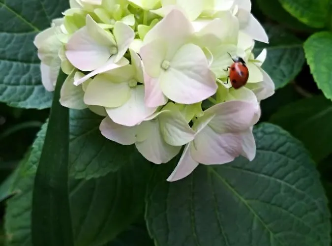Sfinga In The Heart Of Diocletian's Palace *